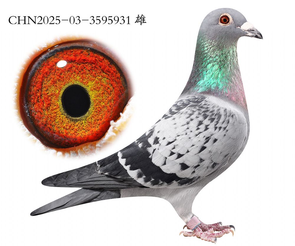 �����ز廷.����x����x��ʱ��.3595931