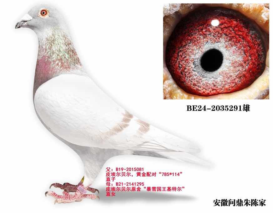 ���ǲ��˱�ѩ����291