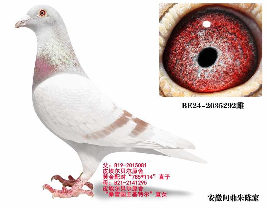 ���ǲ��˱�ѩ����Ů292