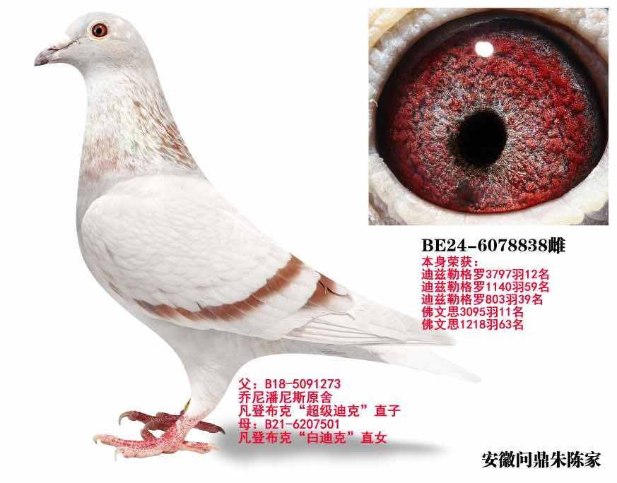 ���ǲ���838