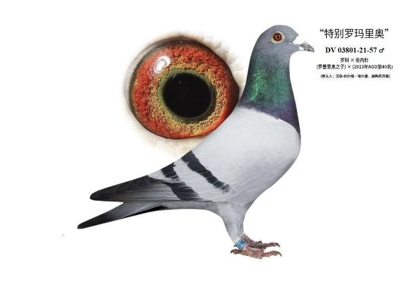 ���ر�������¡�