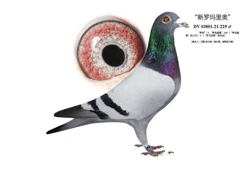 ����������¡�