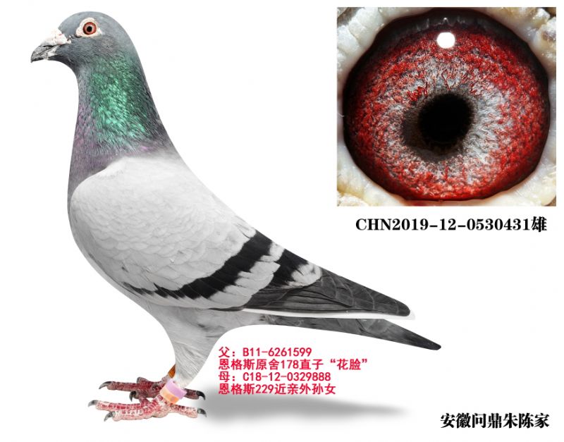 ����ֱ��431