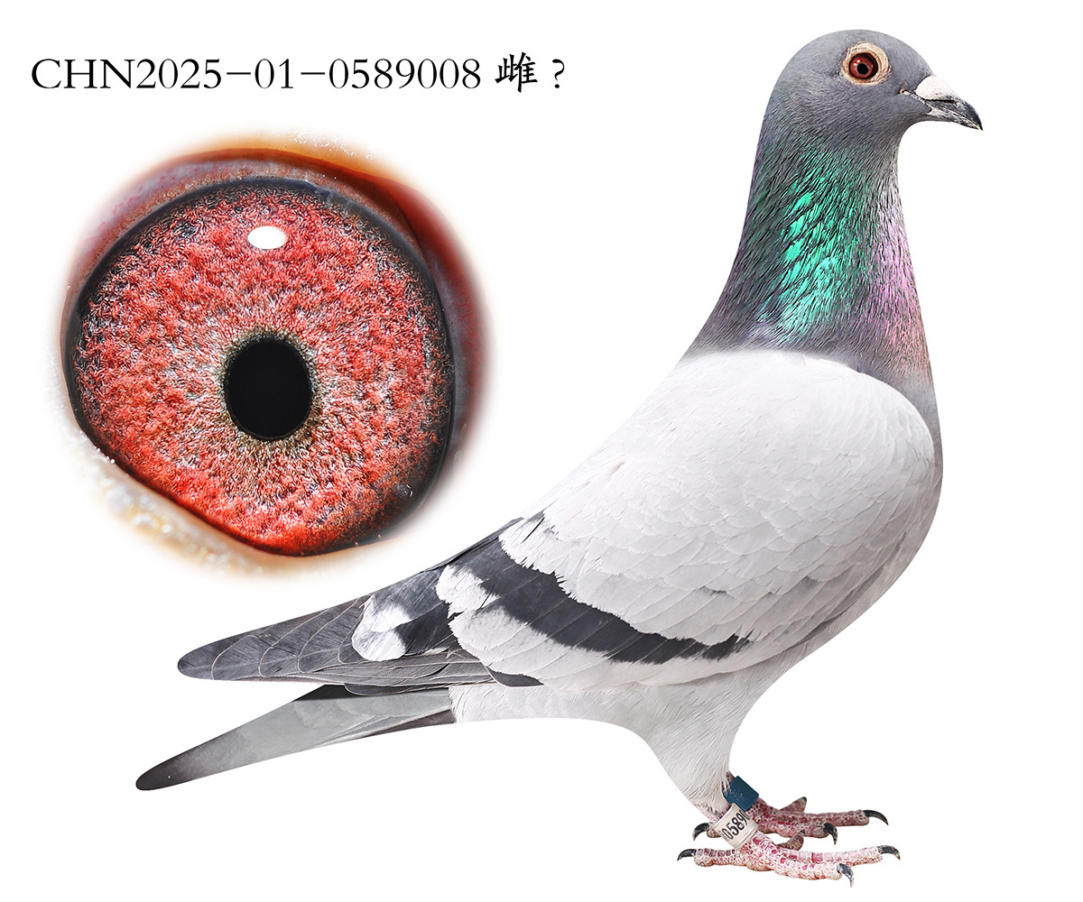 ����500Ԫ�ر�42��.0589008