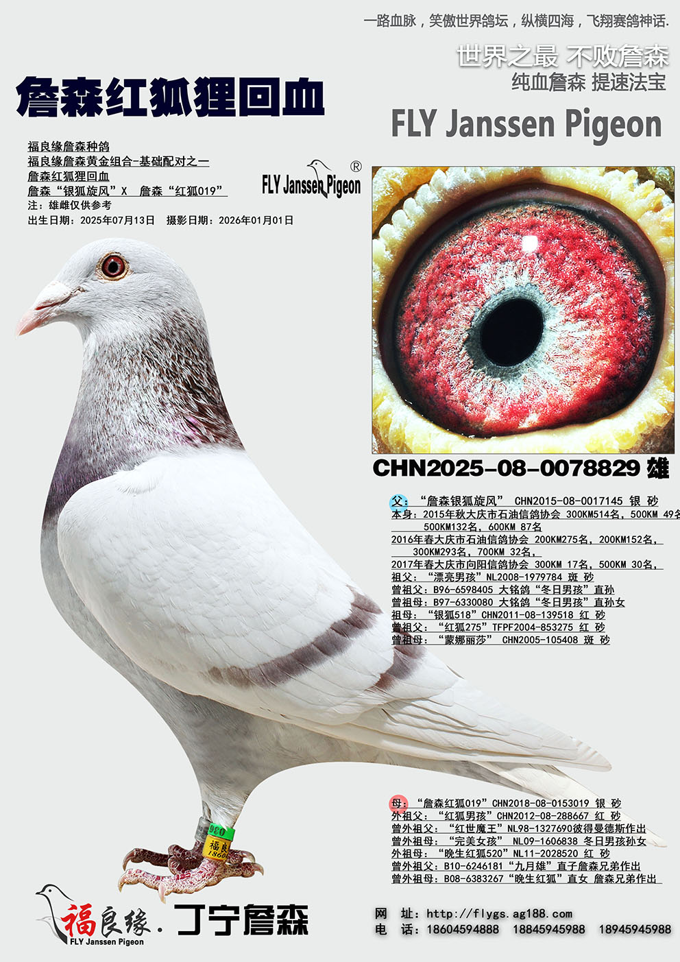 ղɭ������Ѫ