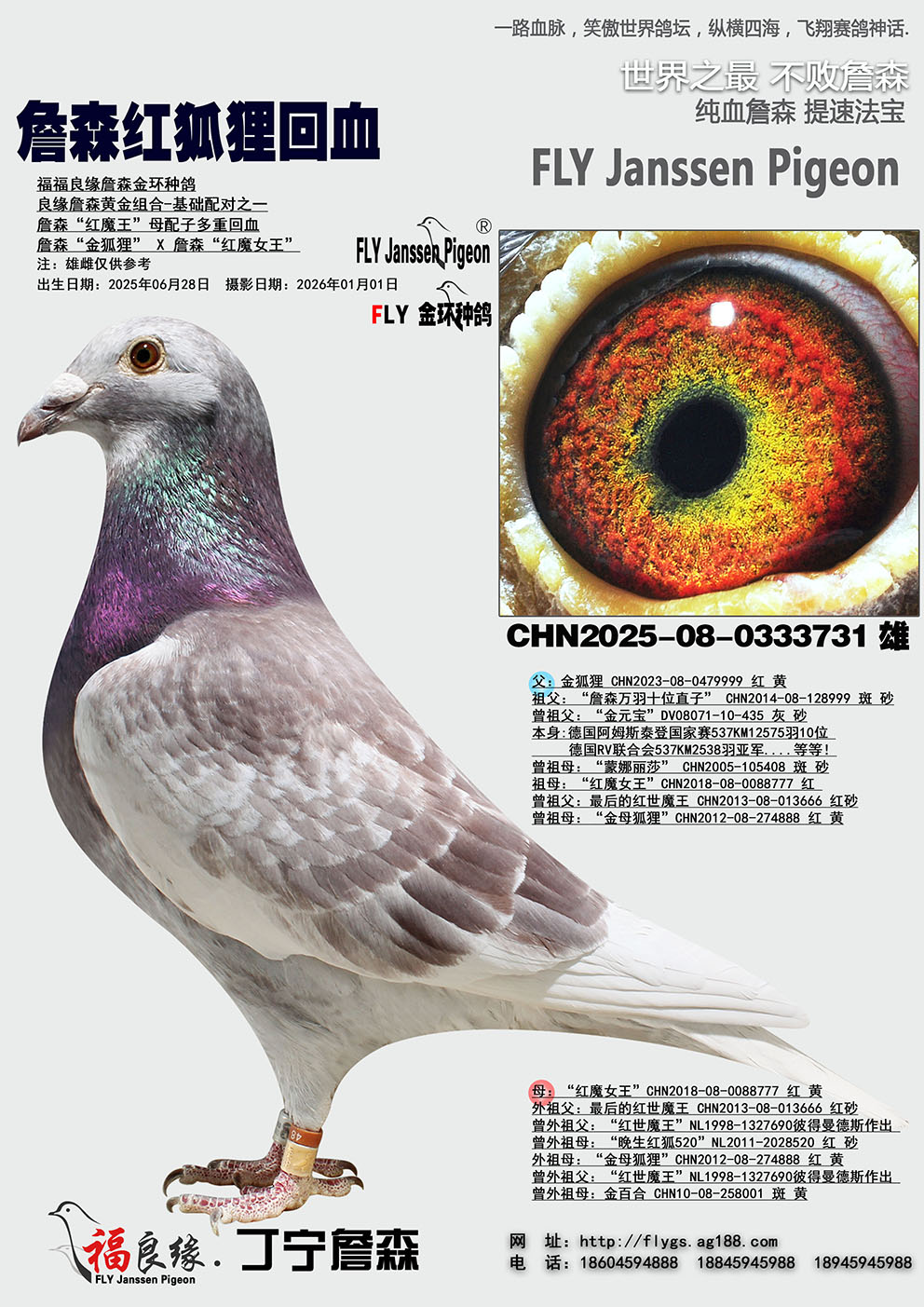 ղɭ��ħ��ĸ���Ӷ��ػ�Ѫ