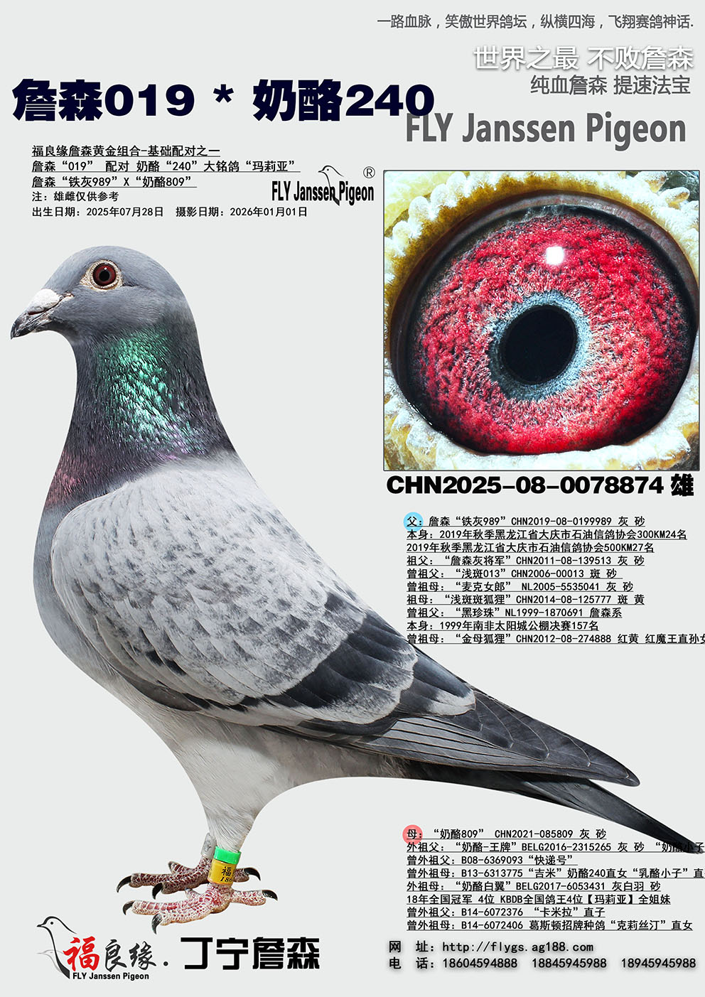 ղɭ019*����240