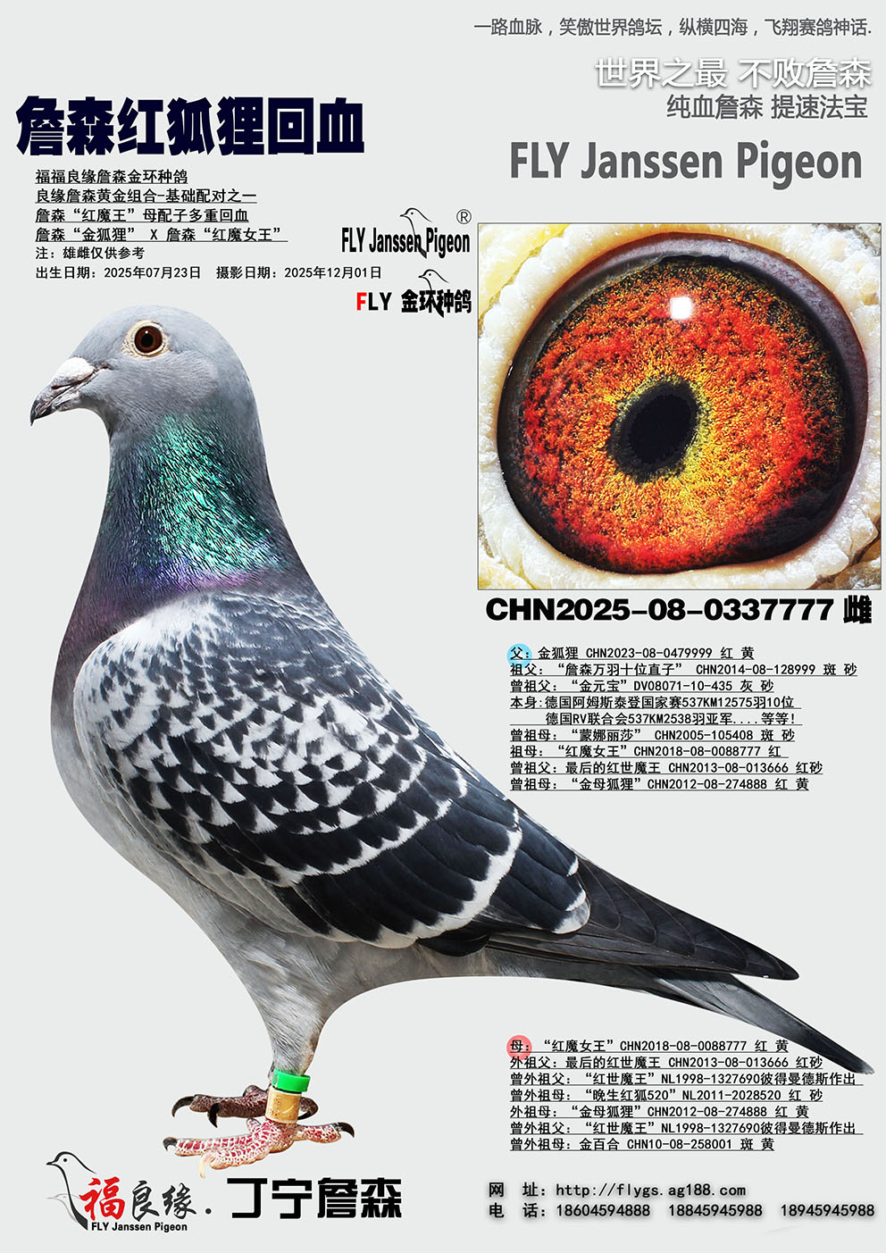 ղɭ��ħ��ĸ���Ӷ��ػ�Ѫ