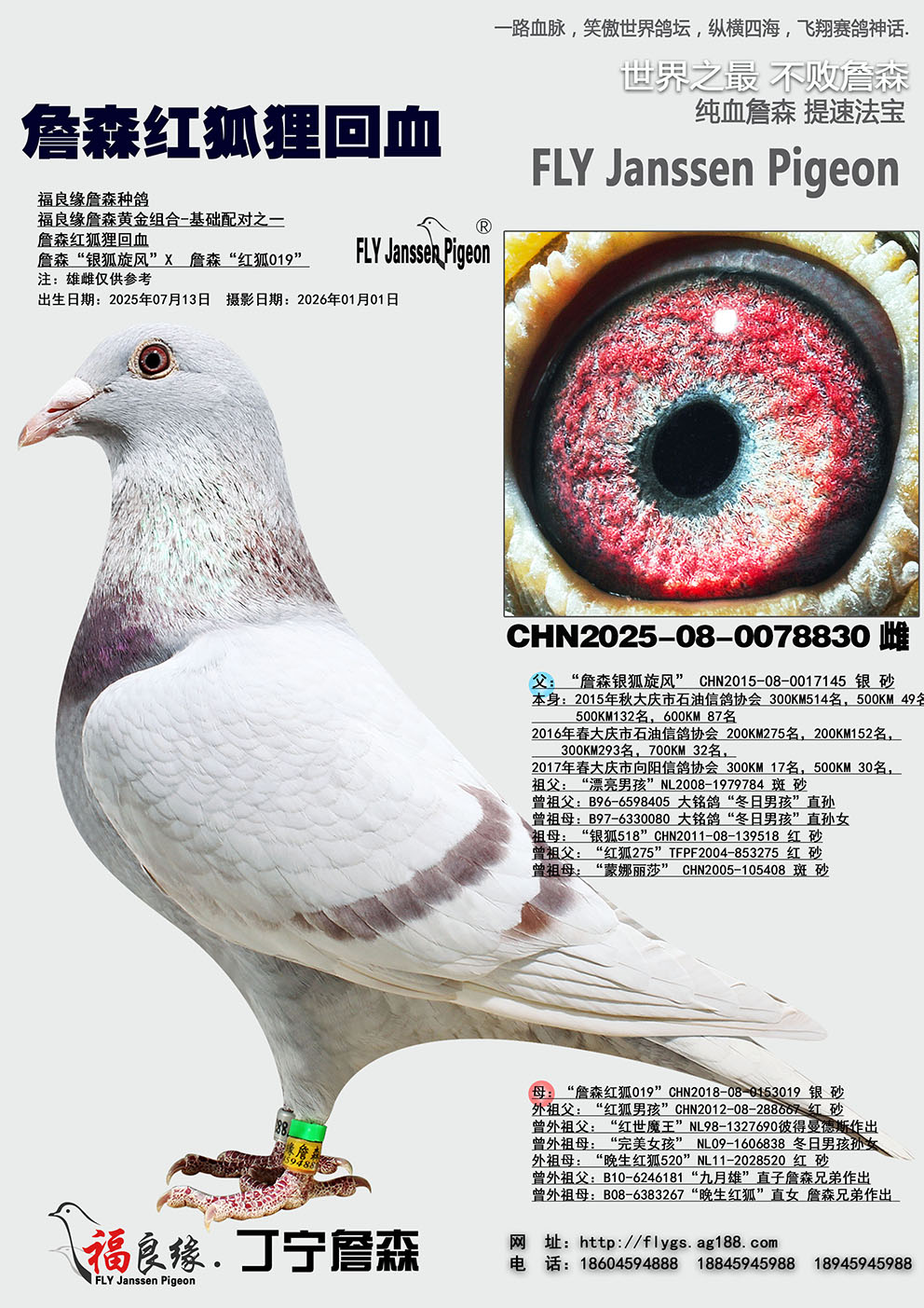 ղɭ������Ѫ