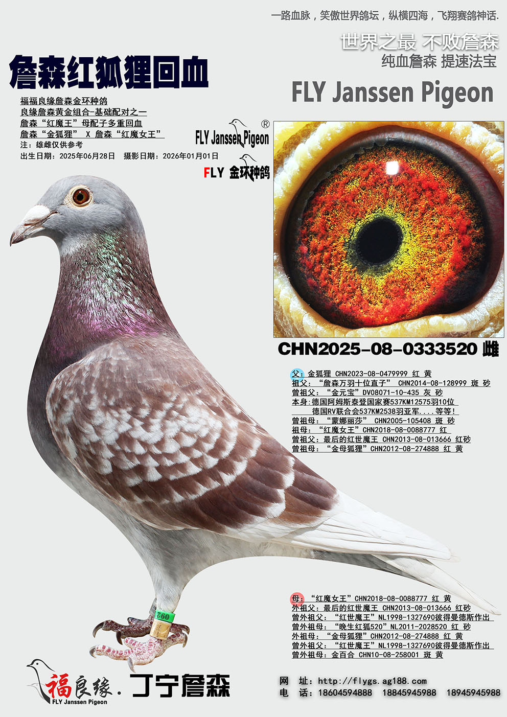 ղɭ��ħ��ĸ���Ӷ��ػ�Ѫ