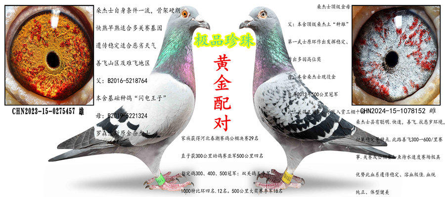 ɣ��ʿ��Ʒ�������