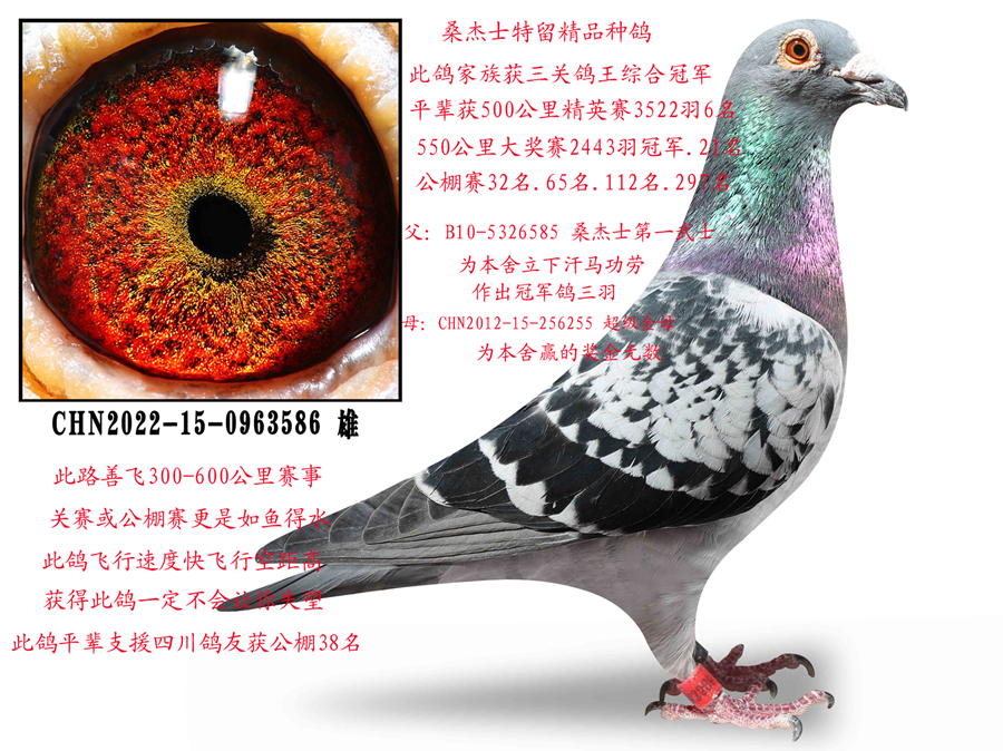 ɣ��ʿ��������