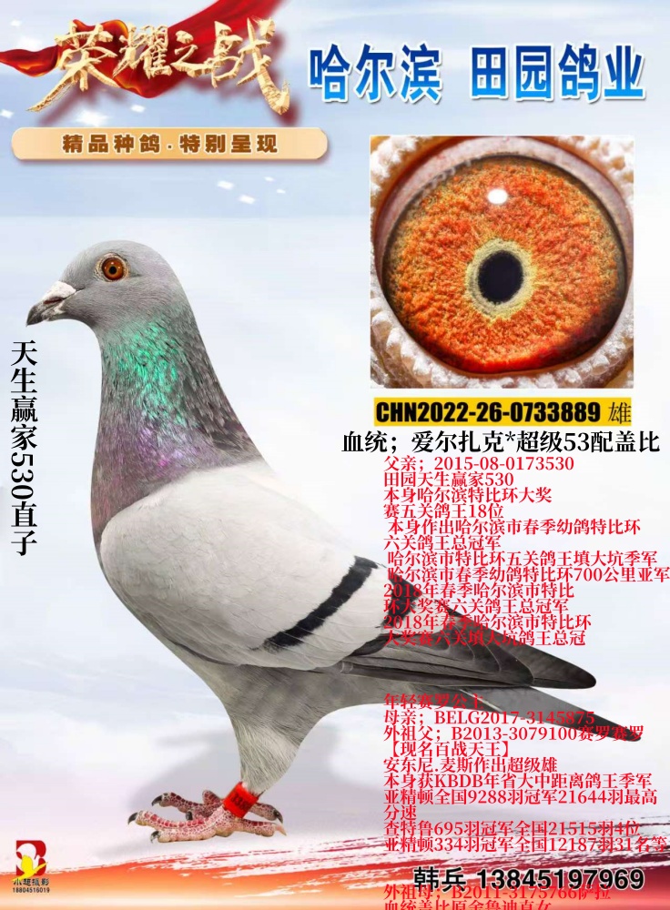 ����Ӯ��530ֱ��