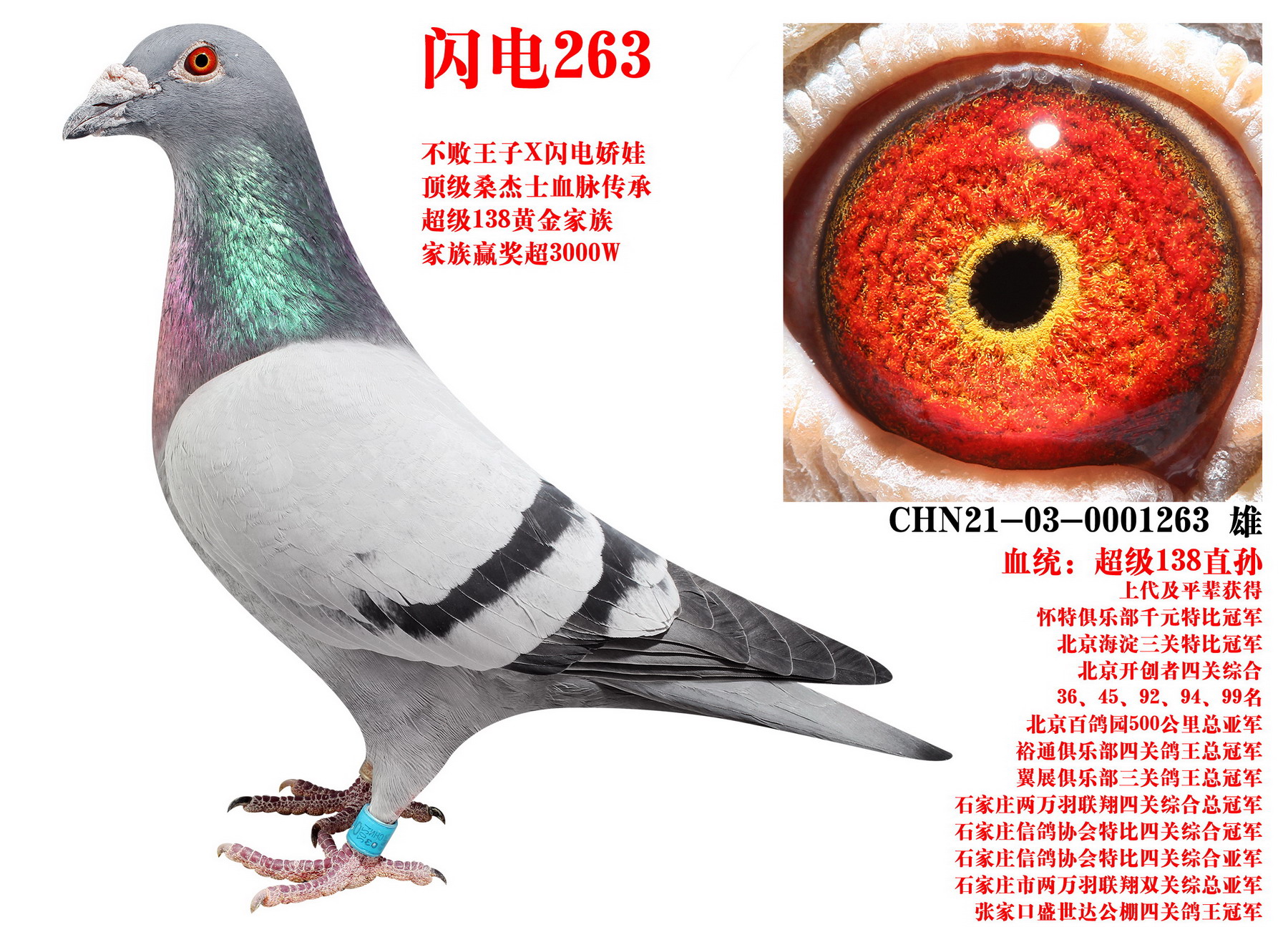 ɣ��ʿ ����263