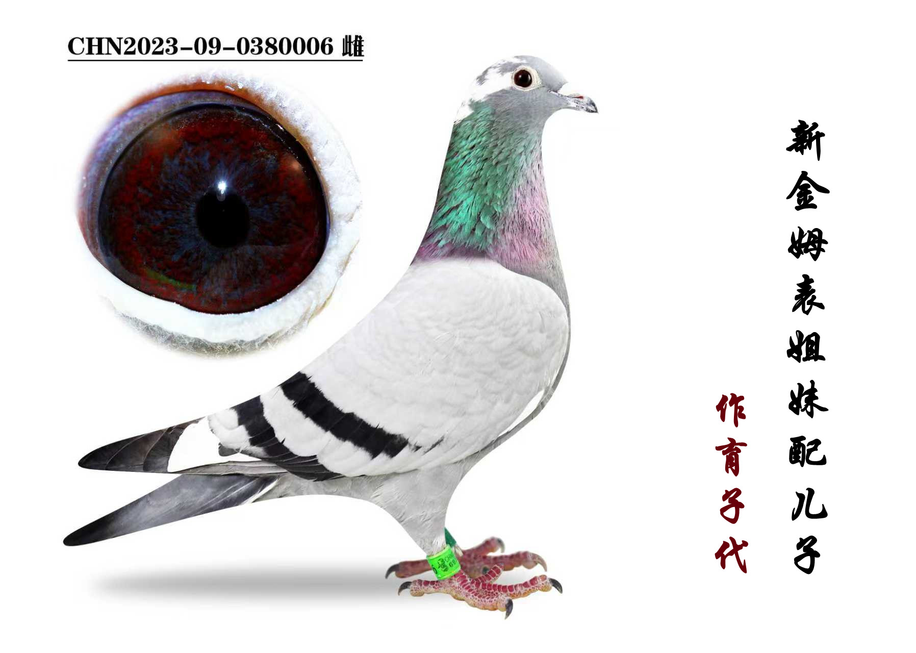 ���½�ķ�����á���Ѫ�Ӵ�