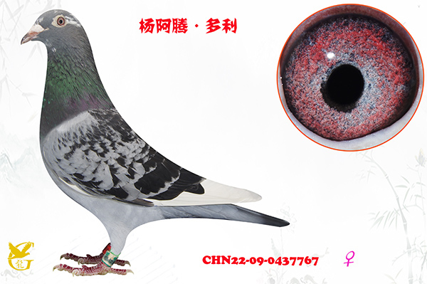 ������0437767