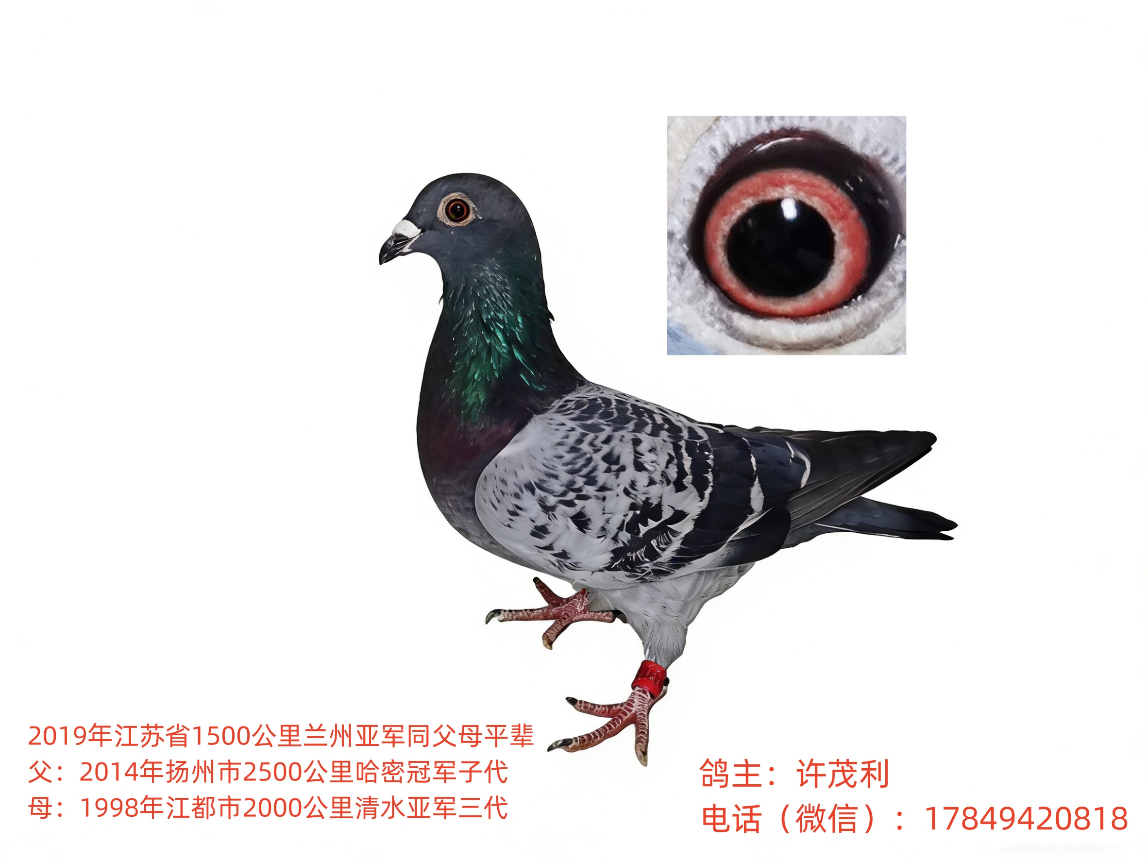 ��Ѫ��Զ���������г������������Ӵ����ָ�