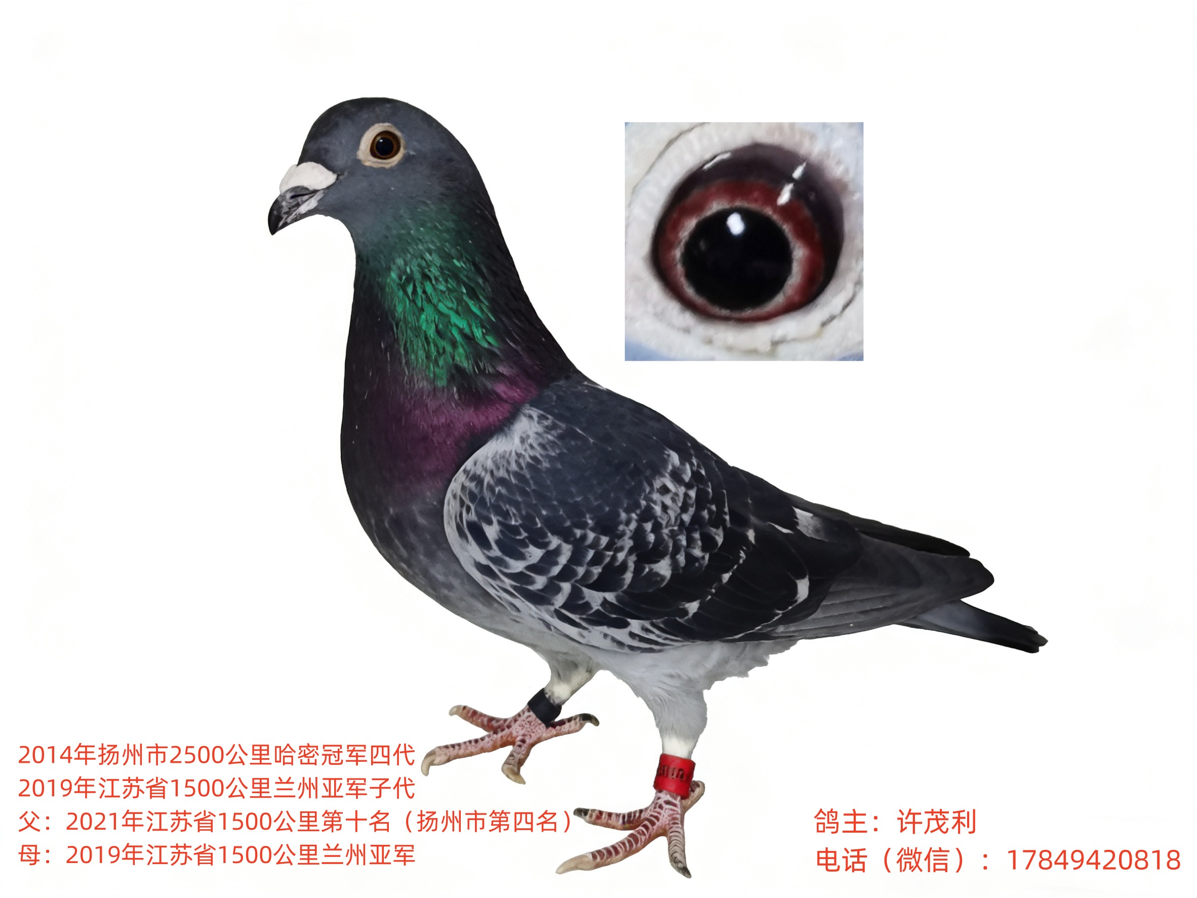 ��Ѫ��Զ���������г������������Ӵ����ָ�