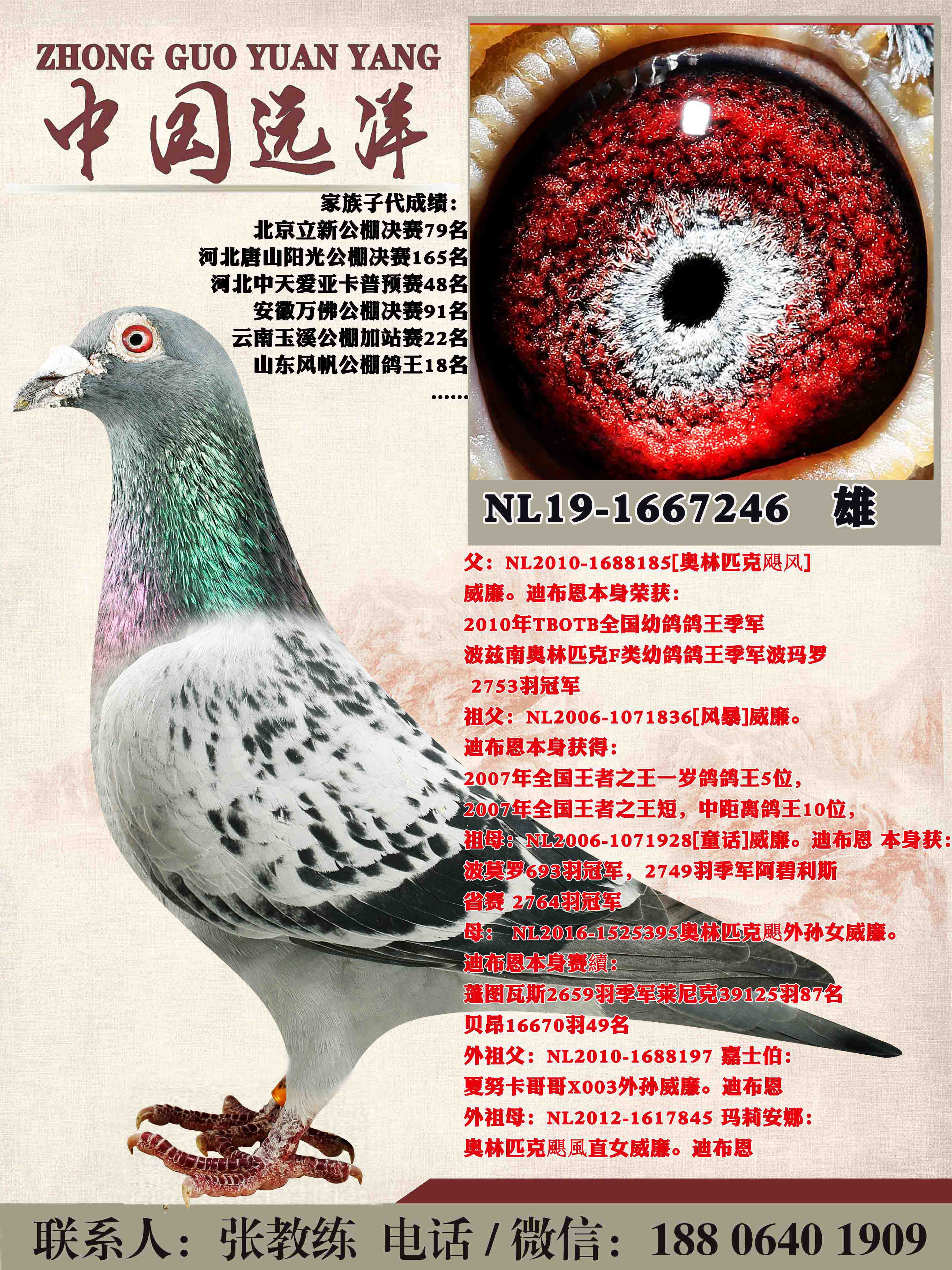 �����ϲ���쫷��ֱ��