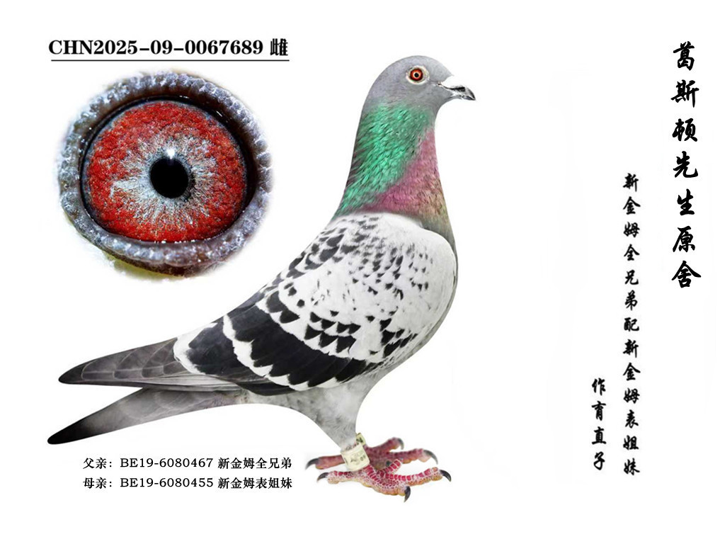 ���½�ķȫ�ֵܡ�ֱ��