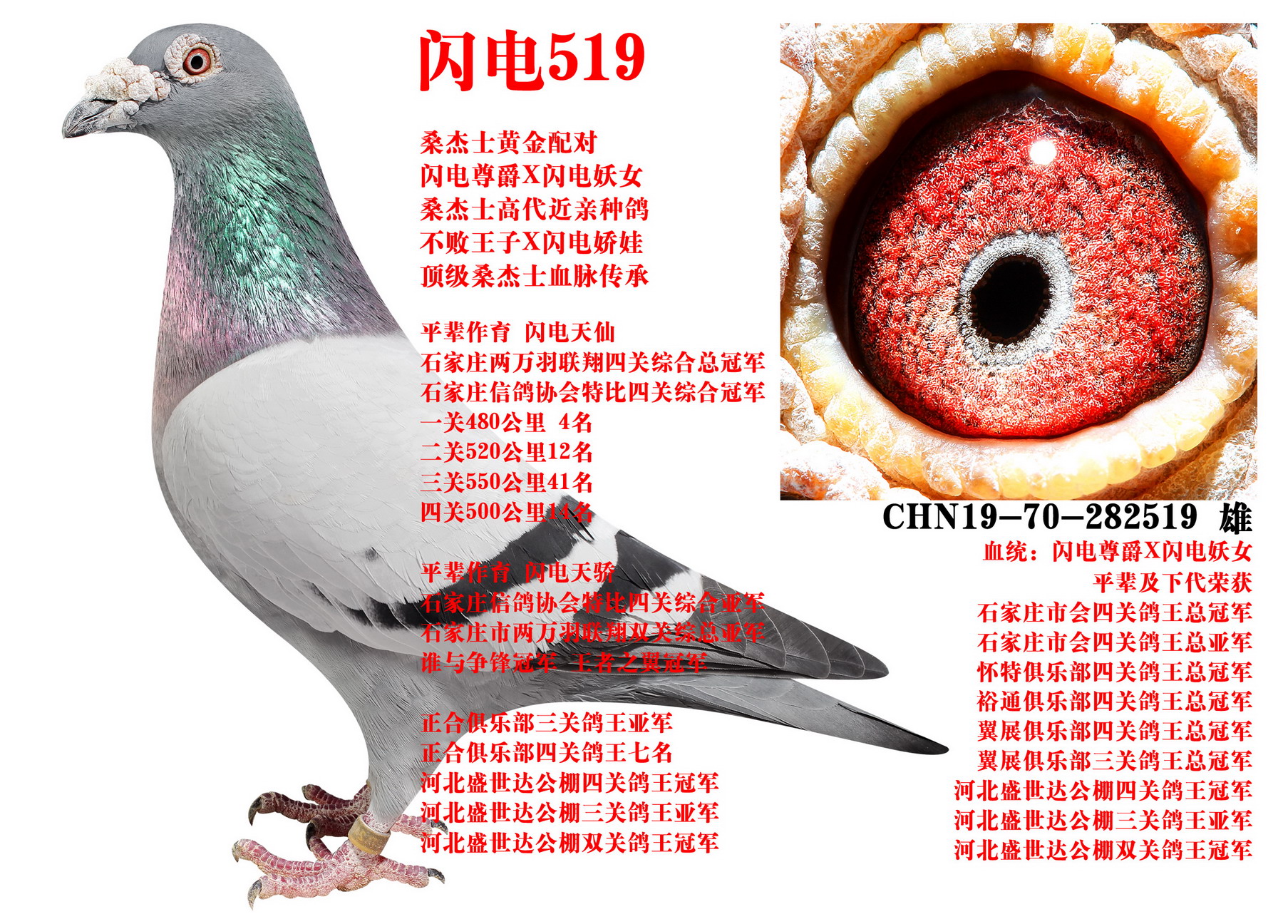 ɣ��ʿ ����519