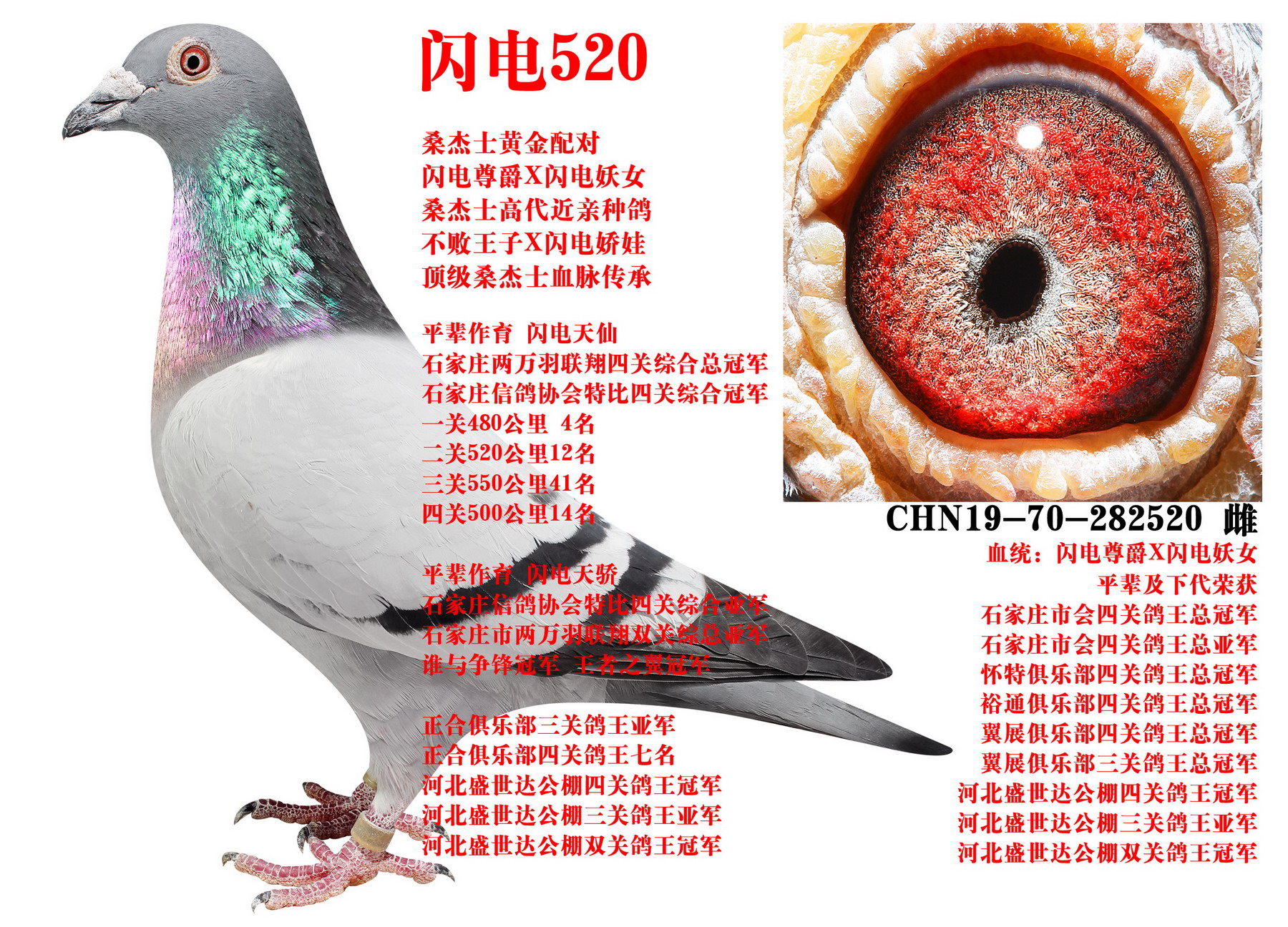 ɣ��ʿ ����520