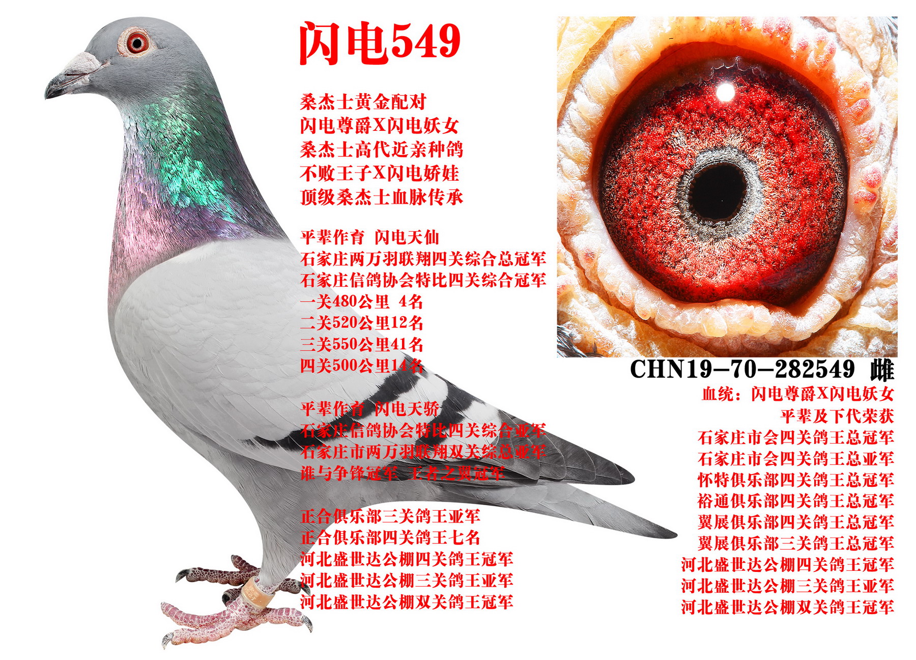 ɣ��ʿ ����549