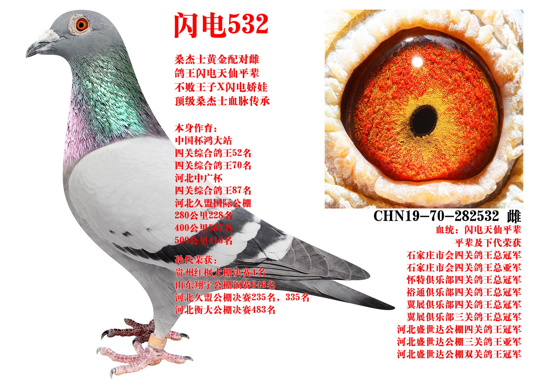 ɣ��ʿ ����532