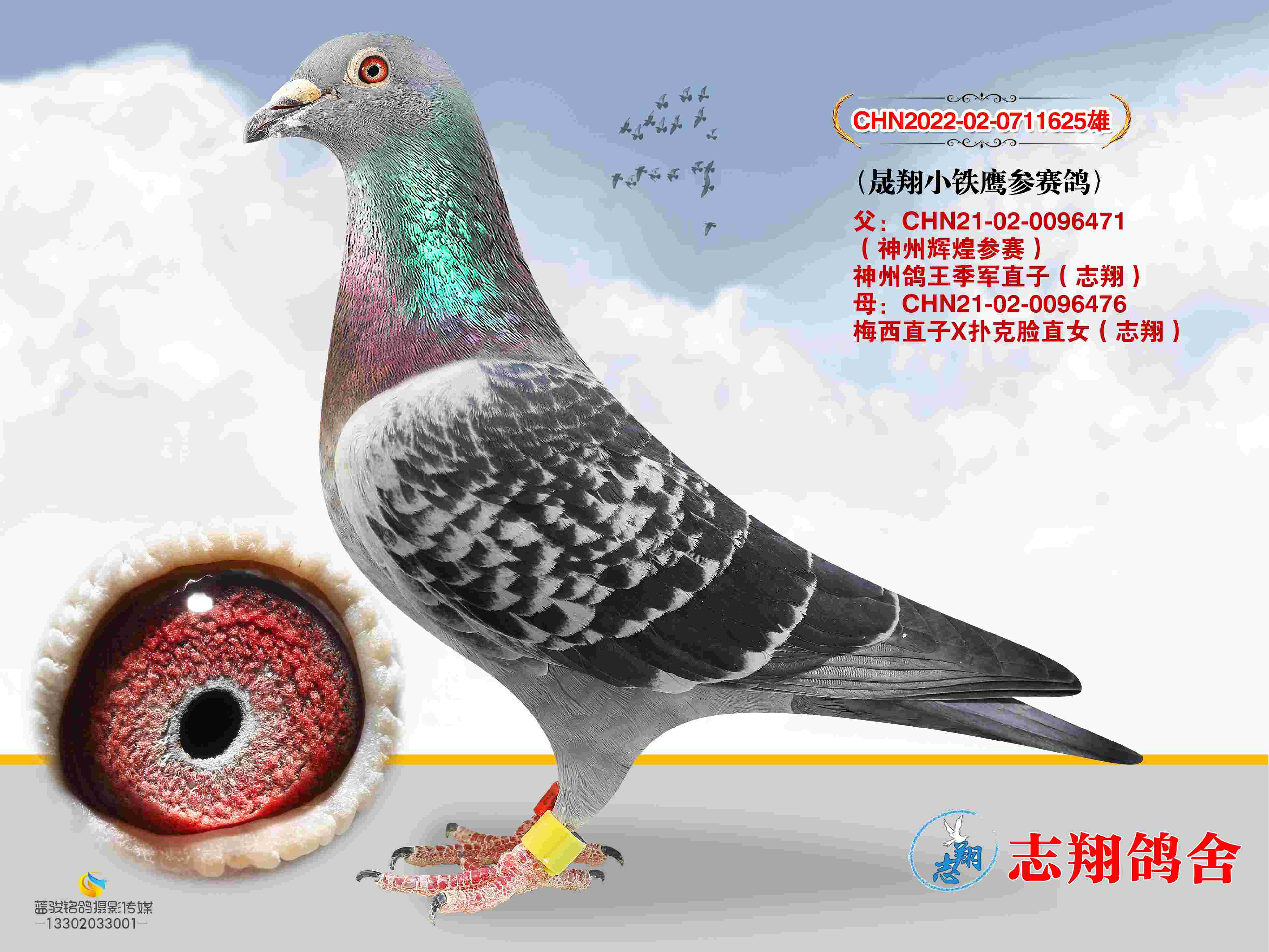 С��ӥ������ ���ݸ���ֱ��