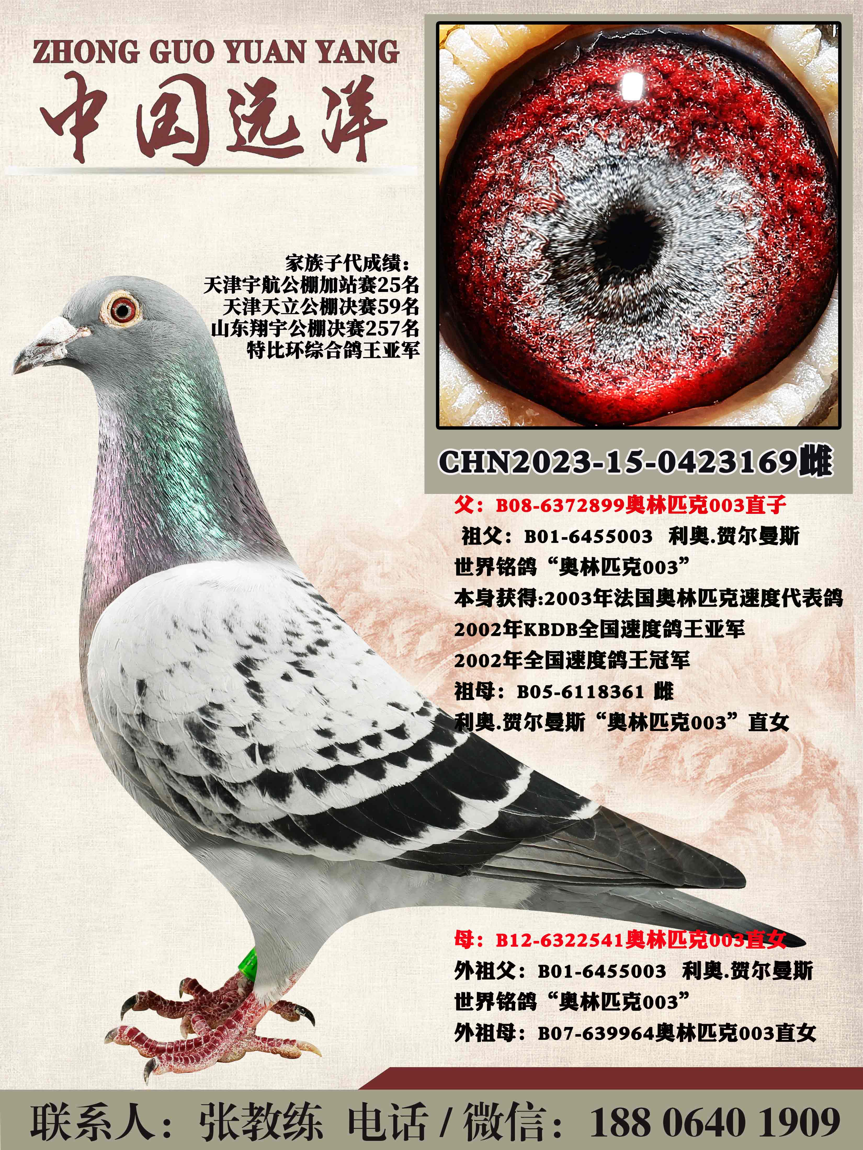 ���겻���ɼ�����