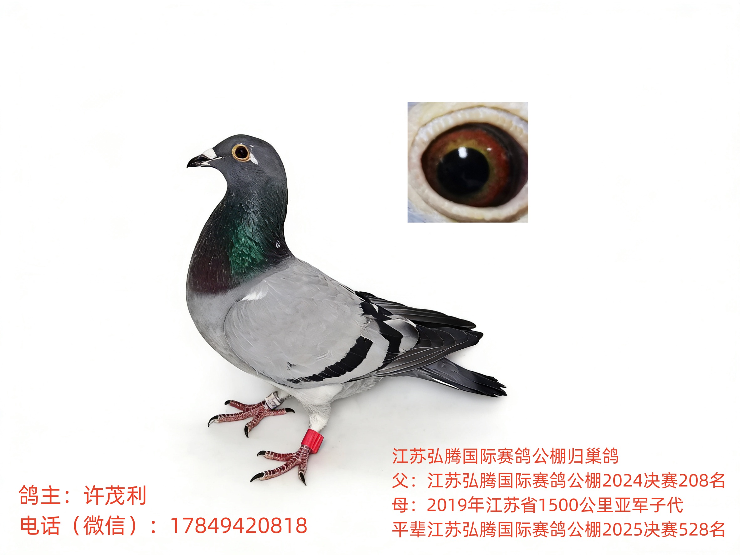 ����鳲���Ѫ��Զ�̺͹����������Ӵ�