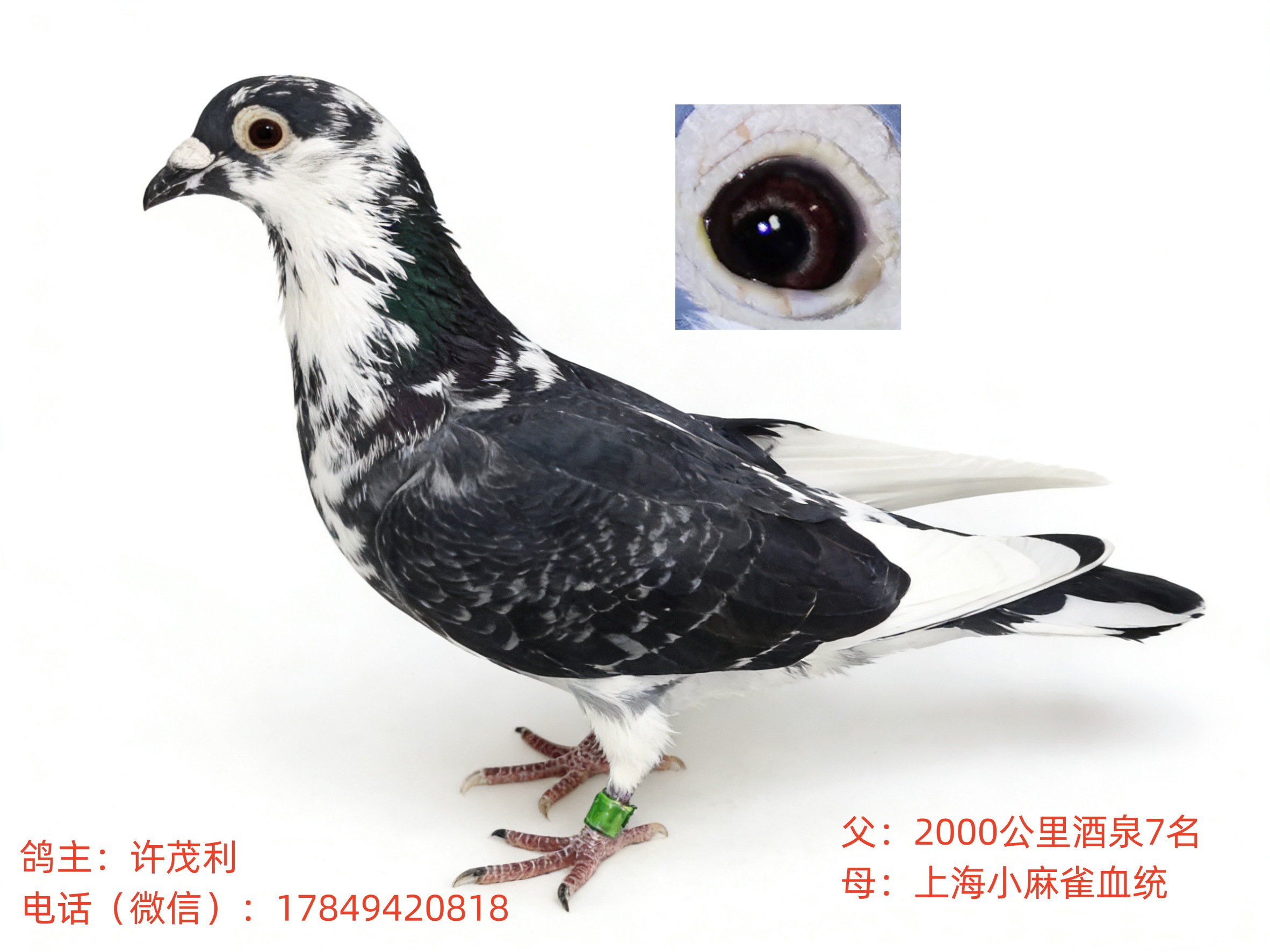 ��Ѫ��Զ���������г������Ϻ�С��ȸ���ָ�