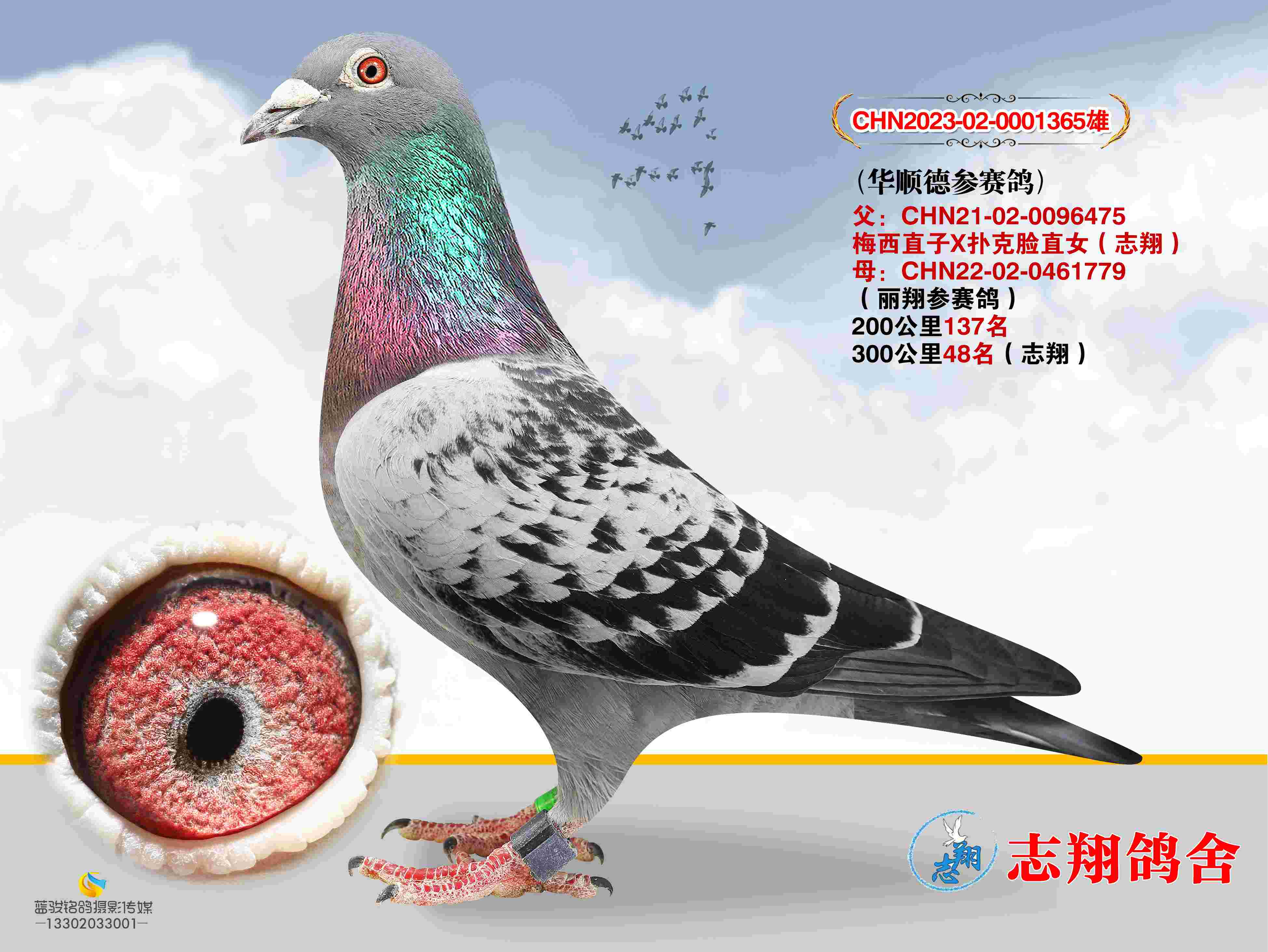 ��˳�²�����