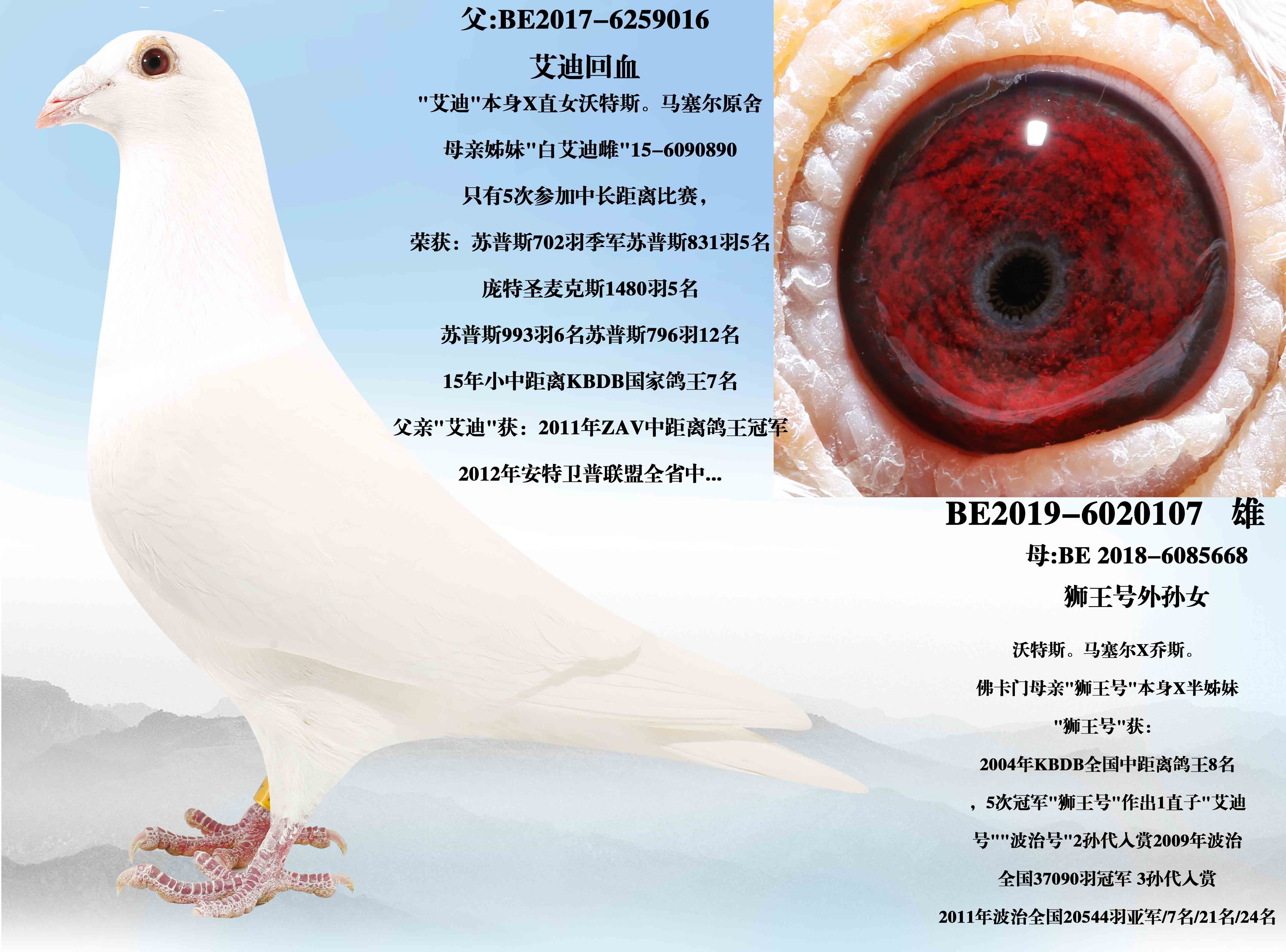 �����ϻ�Ѫ��