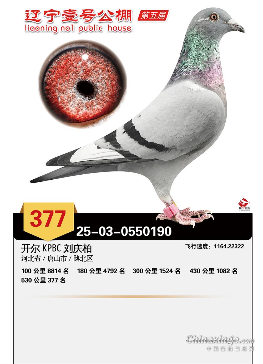 25��������Ҽ�ž���377��