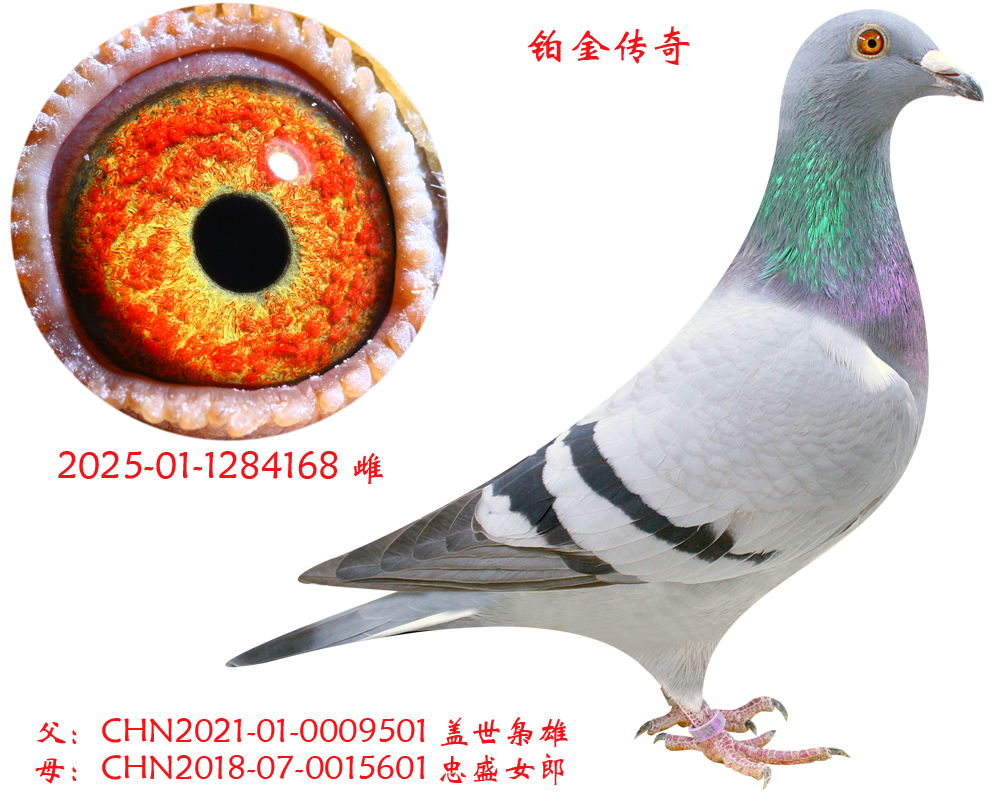 ��������ֱŮ-������