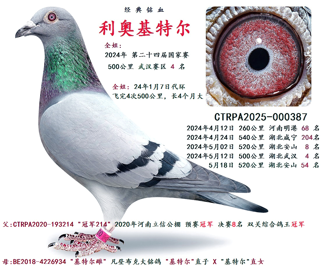 ���»��ض�