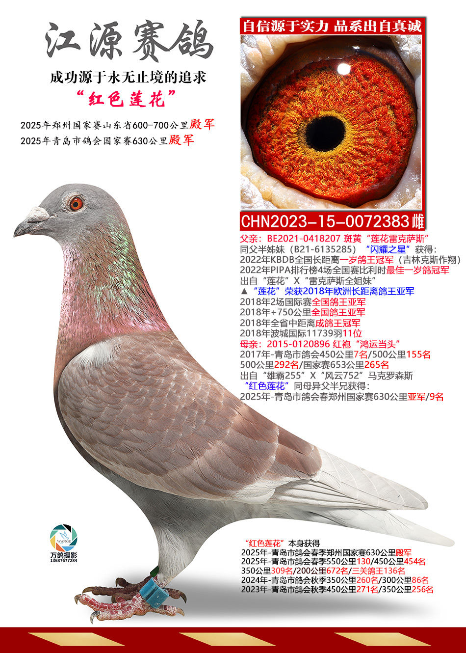 ��ɫ����-����