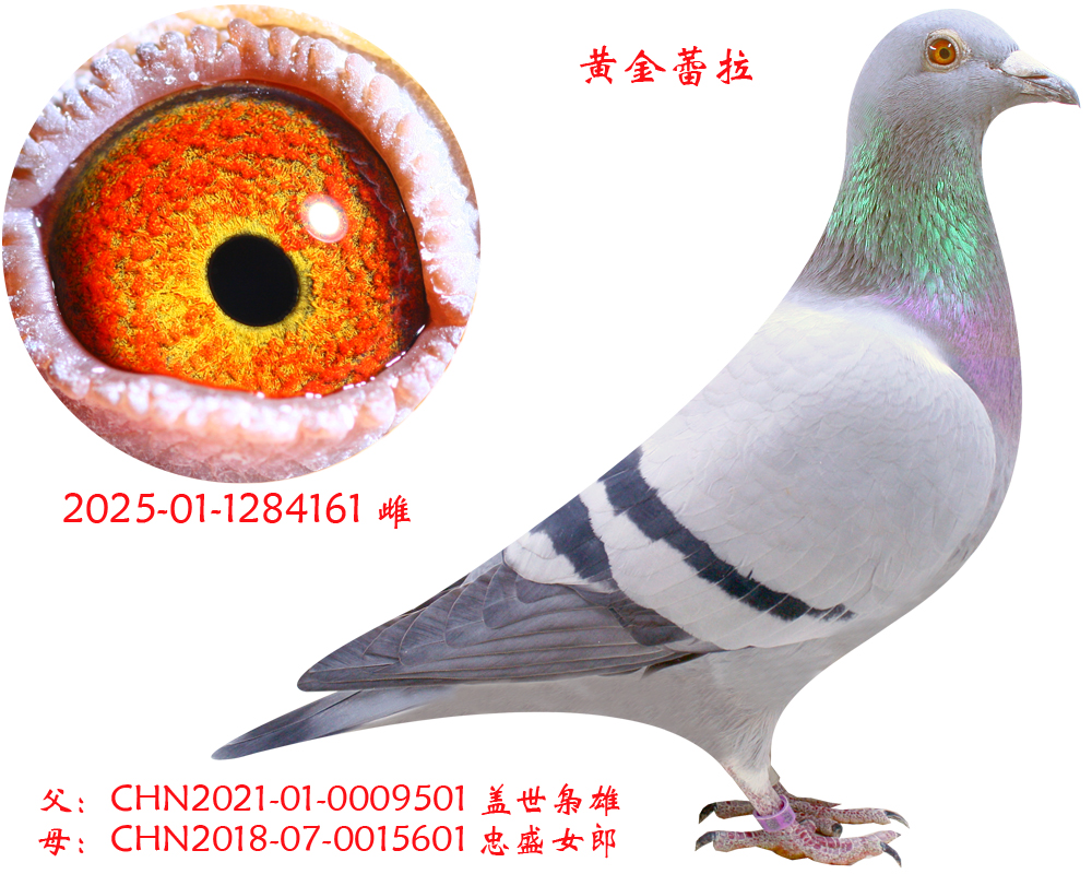 ��������ֱŮ-�ƽ�����