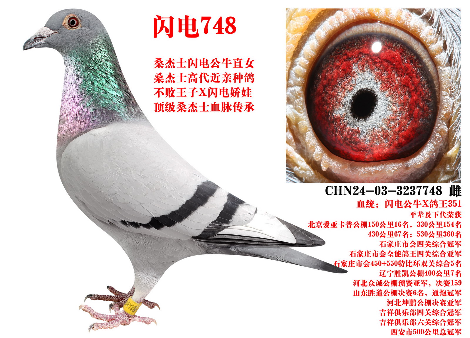 ɣ��ʿ ����748