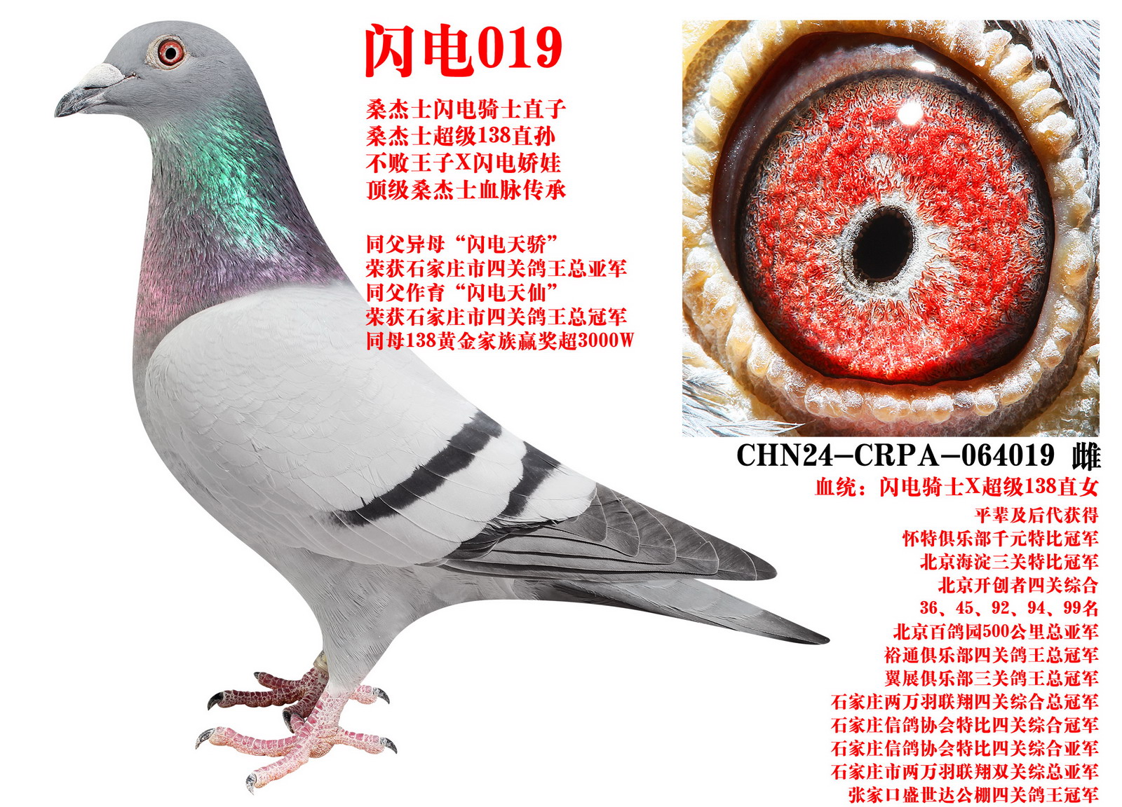 ɣ��ʿ ����019