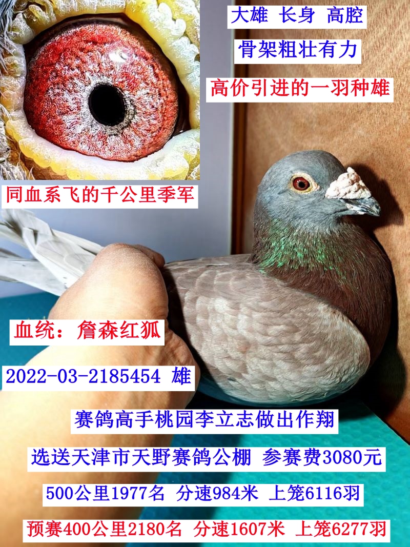 ղɭ�������