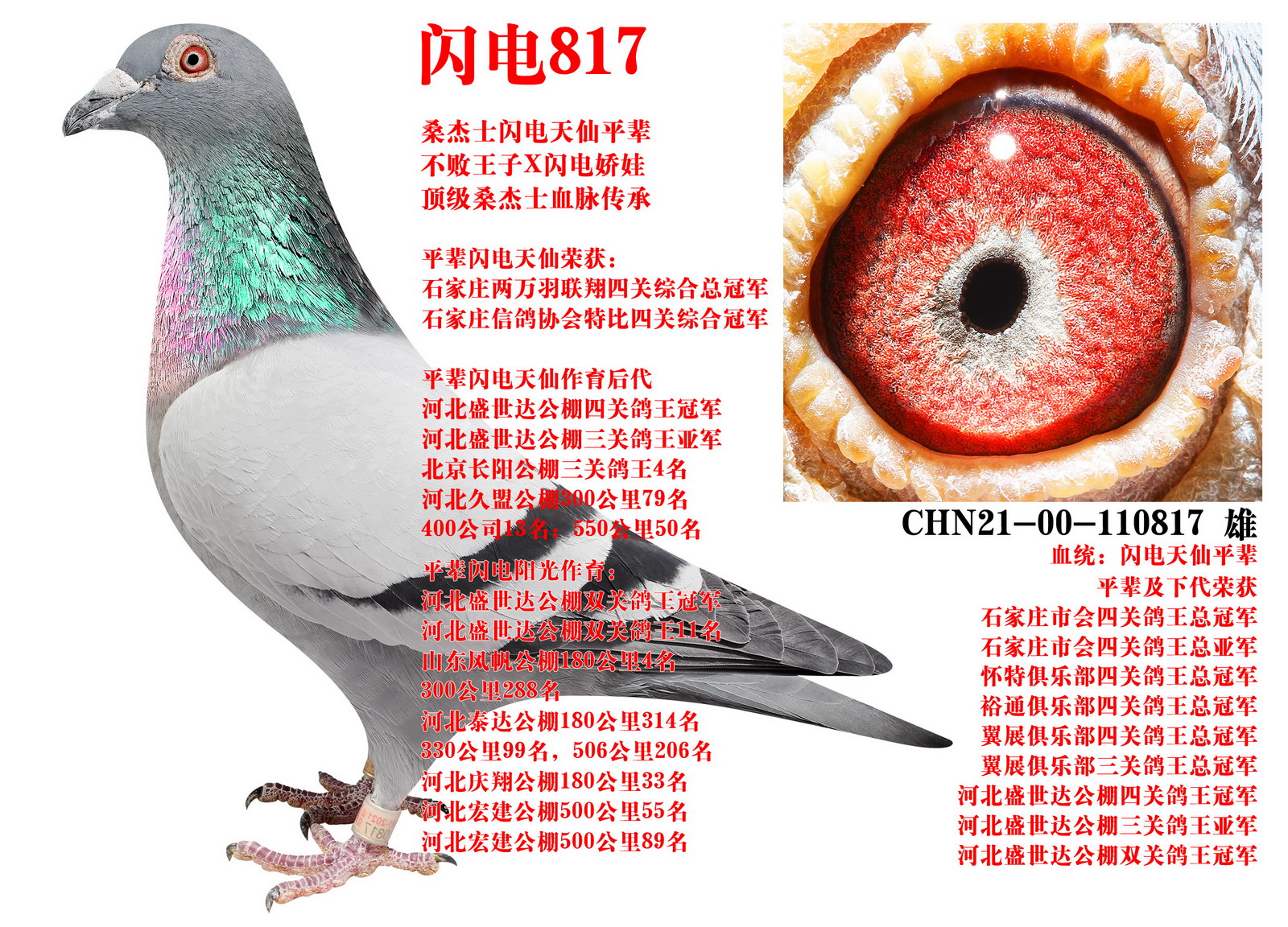 ɣ��ʿ ����817