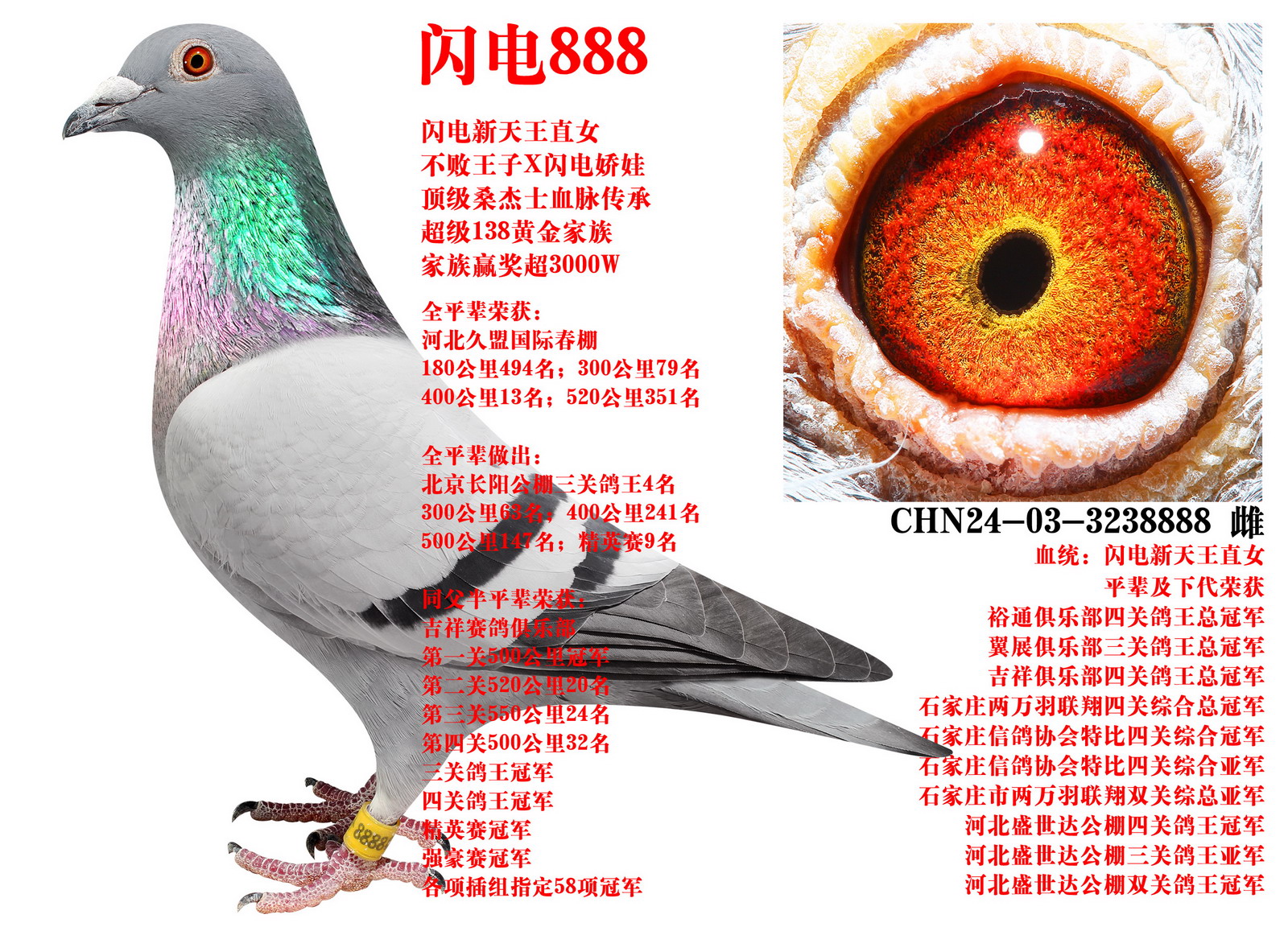 ɣ��ʿ ����888