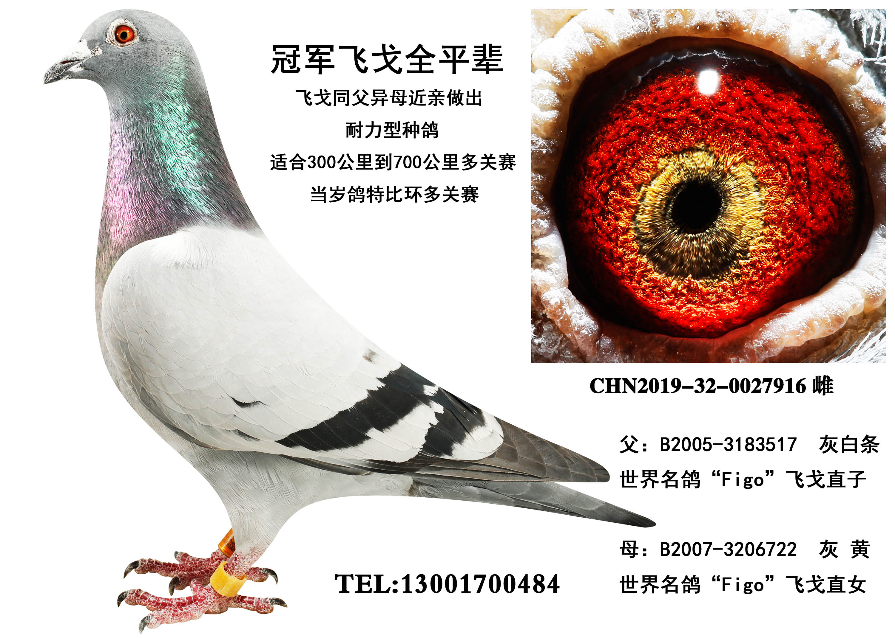 �ھ��ɸ� ȫƽ��