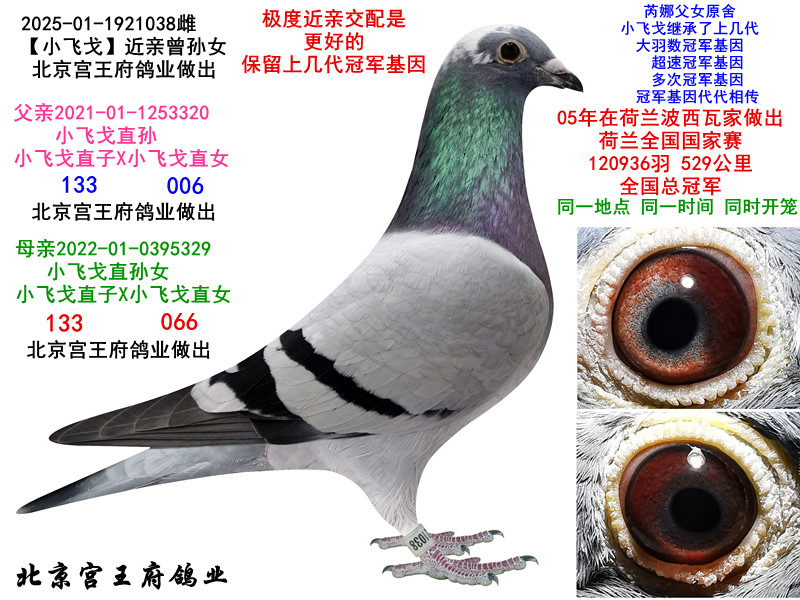 ���ȡ�С�ɸ꡿����Ů