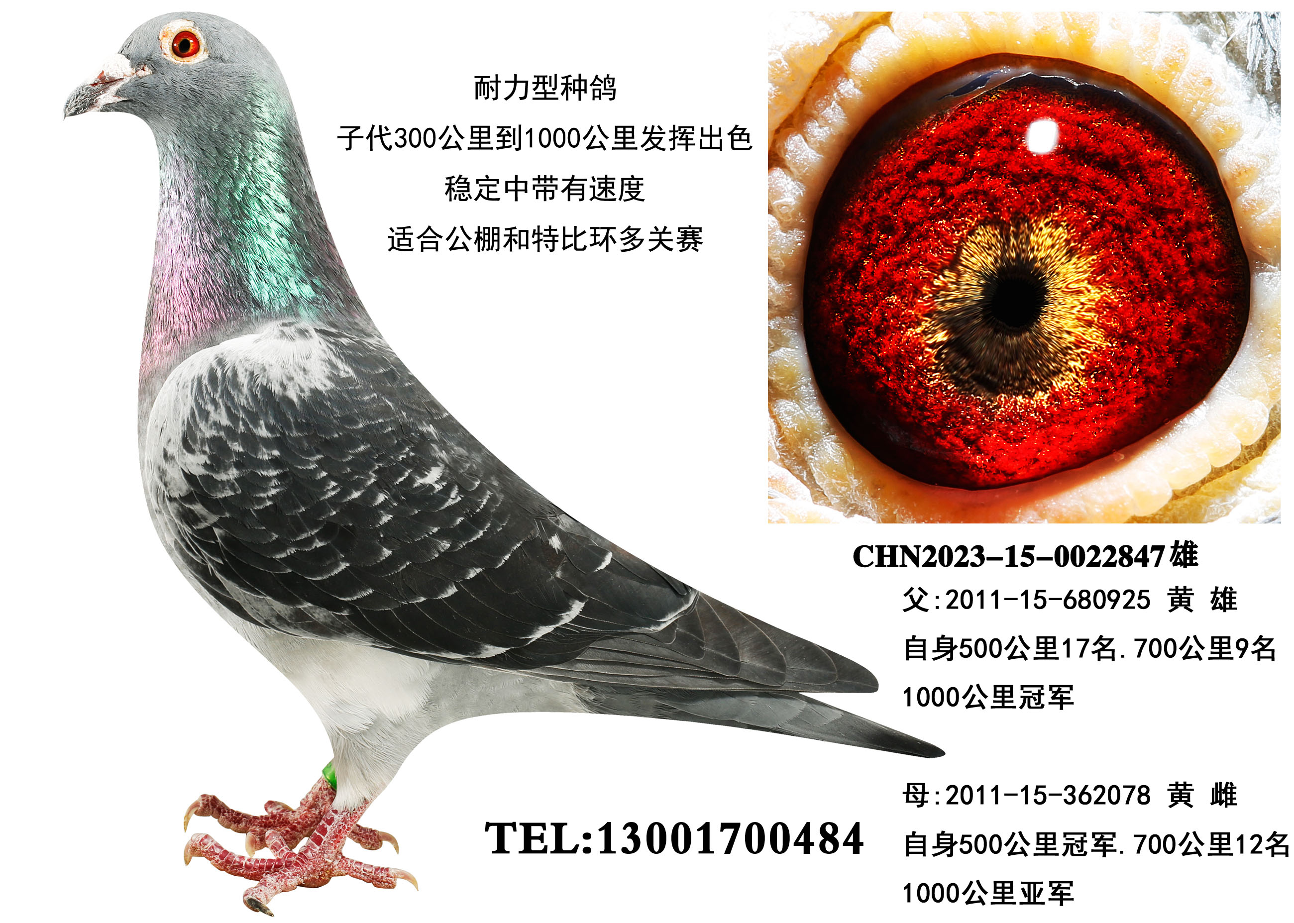 ���ά�� ǧ����