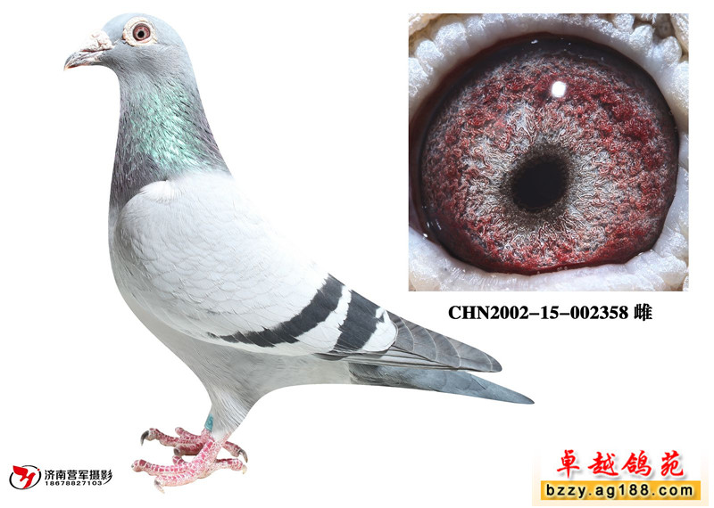 �ֲ�����ţ��ֱ��Ů