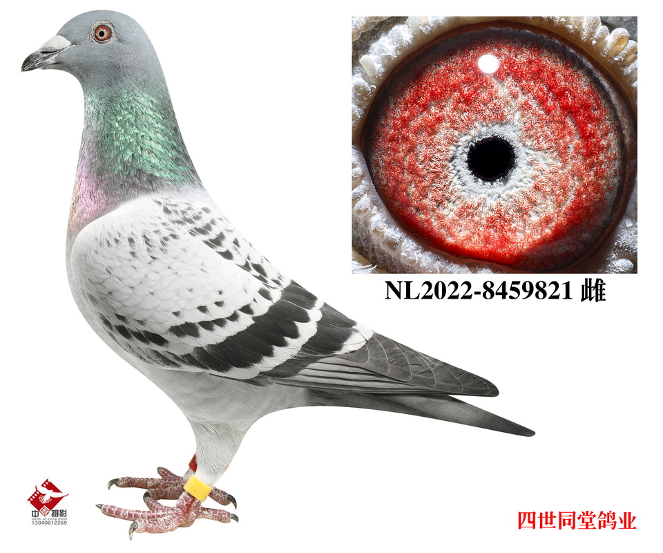 ��������ֱŮ