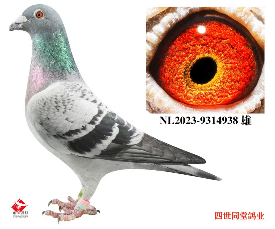 ӡ�ڰ�*��������